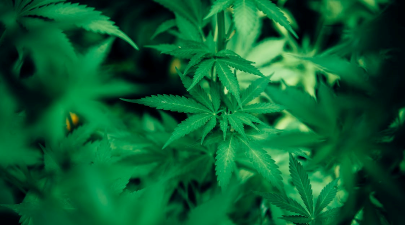 Marijuana Plant (PHOTO CREDIT: Harrison Haines via Pexels)