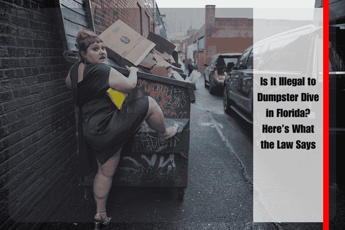 Can New York Police Search My Phone During a Traffic Stop Here's What the Law Says