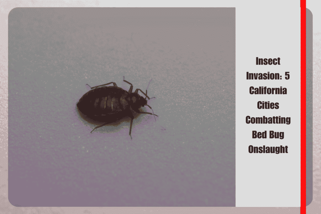 Insect Invasion 5 California Cities Combatting Bed Bug Onslaught