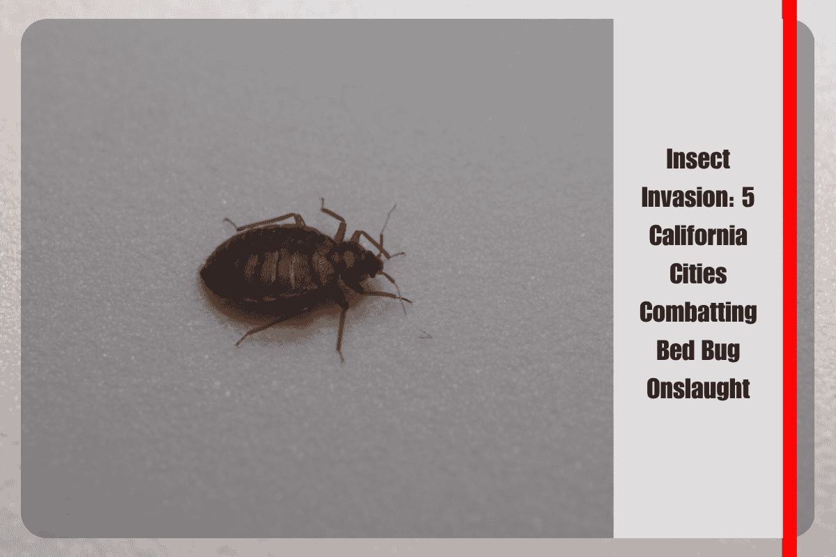 Insect Invasion 5 California Cities Combatting Bed Bug Onslaught