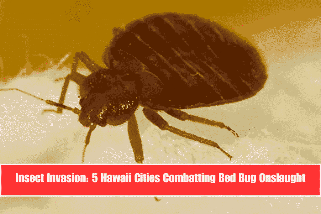 Insect Invasion 5 Hawaii Cities Combatting Bed Bug Onslaught