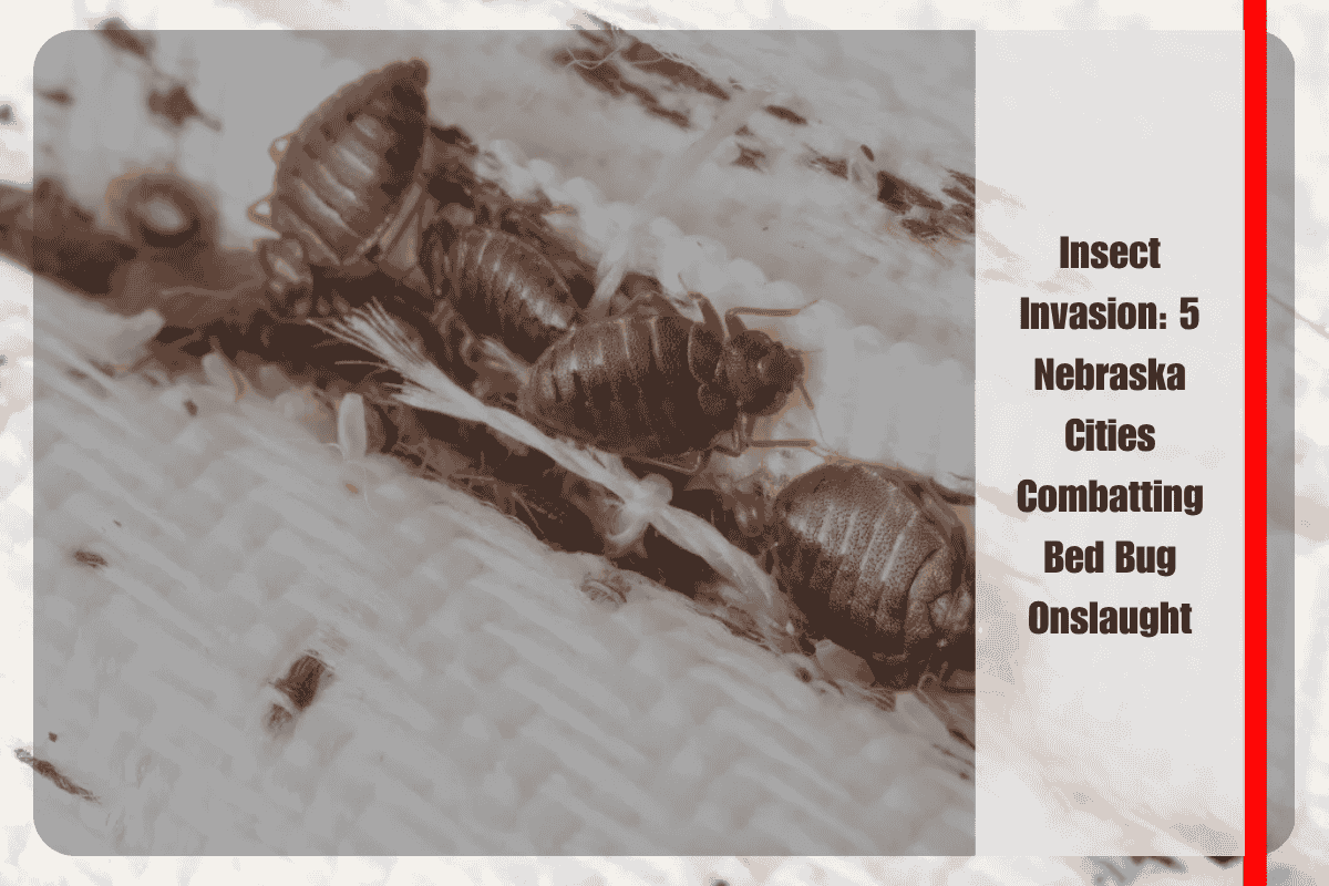 Insect Invasion 5 Nebraska Cities Combatting Bed Bug Onslaught