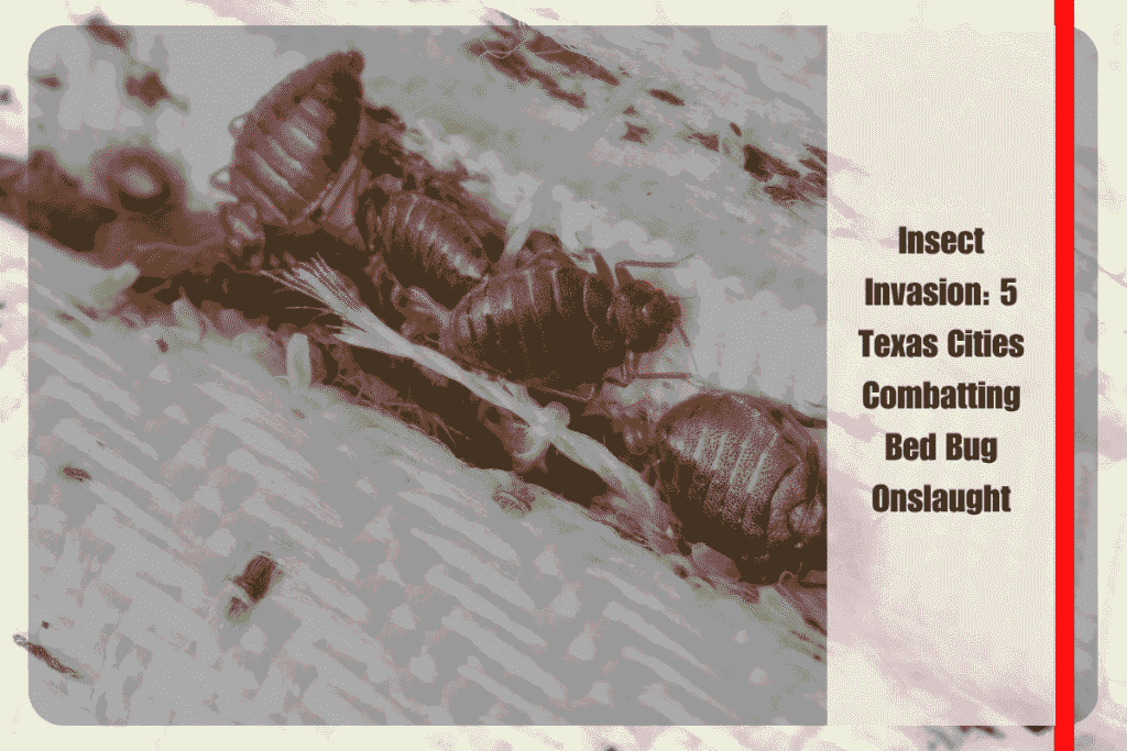 Insect Invasion 5 Texas Cities Combatting Bed Bug Onslaught