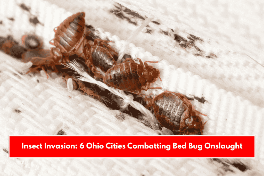 Insect Invasion: 6 Ohio Cities Combatting Bed Bug Onslaught