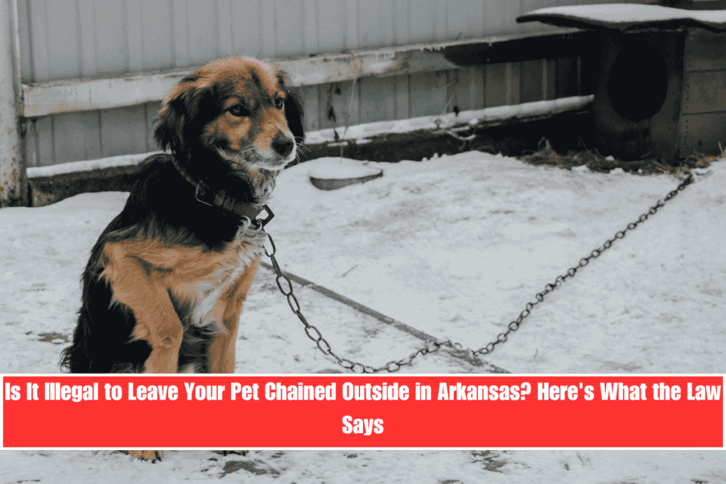 Is It Illegal to Leave Your Pet Chained Outside in Arkansas Here's What the Law Says