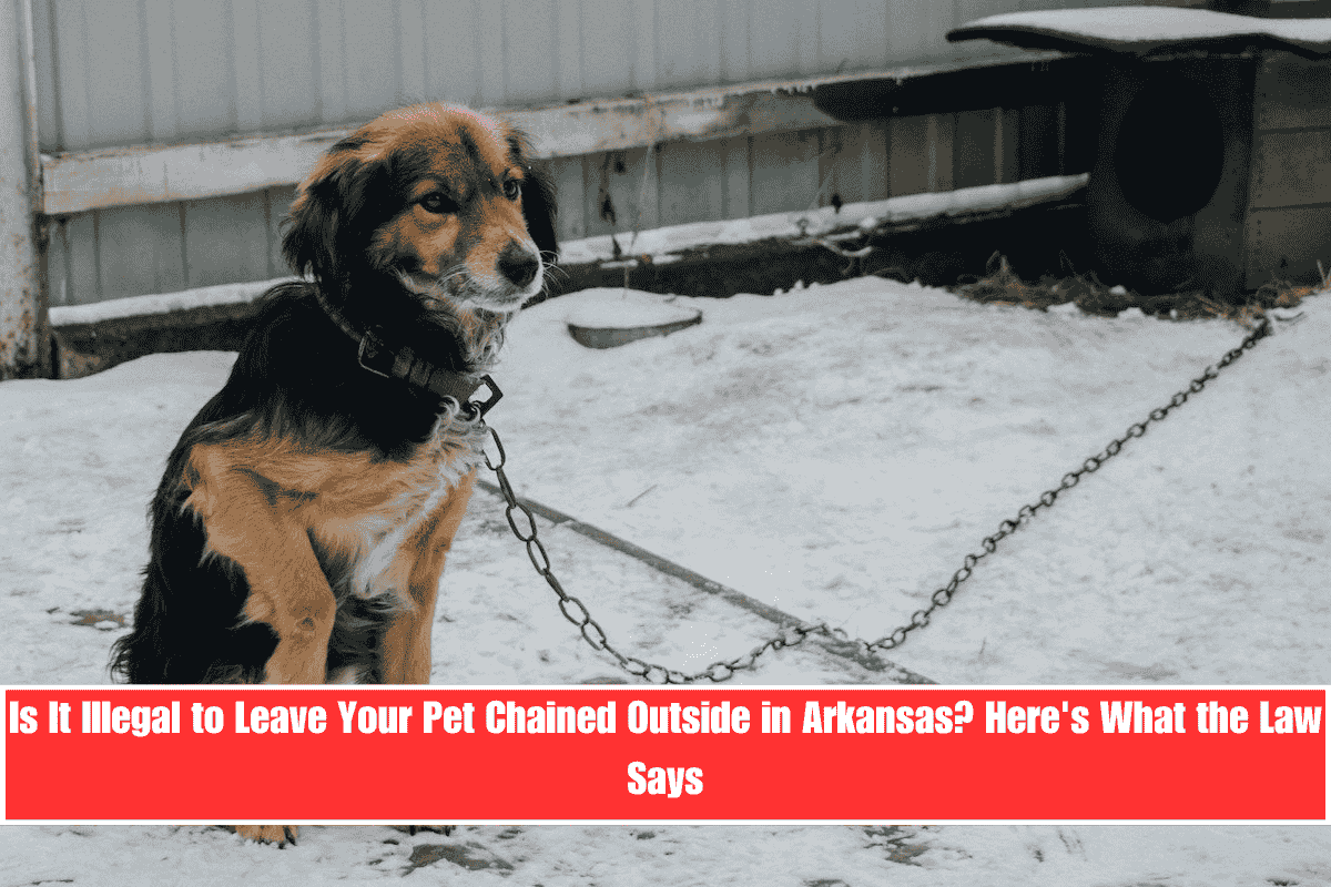 Is It Illegal to Leave Your Pet Chained Outside in Arkansas Here's What the Law Says
