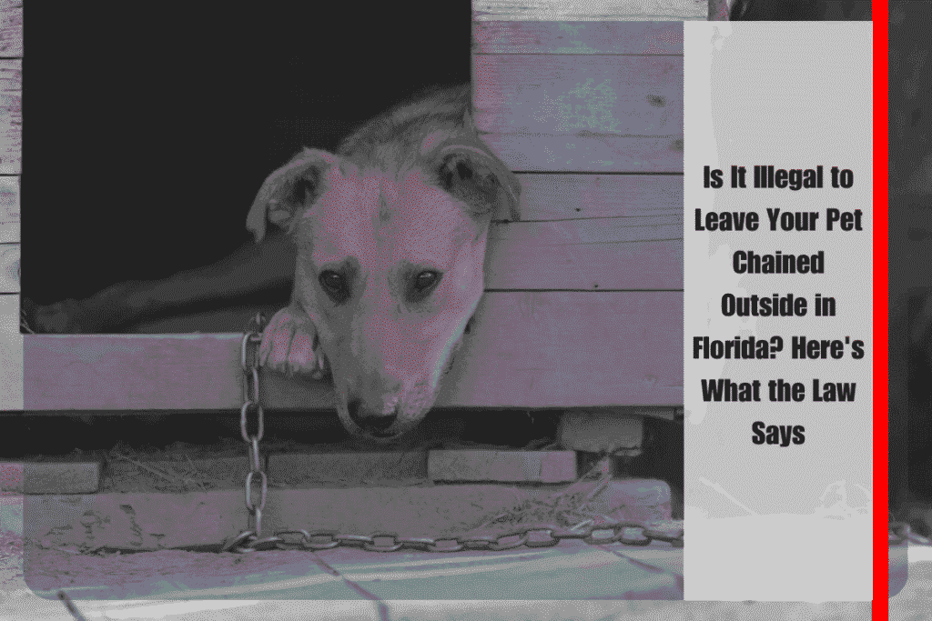Is It Illegal to Leave Your Pet Chained Outside in Florida Here's What the Law Says