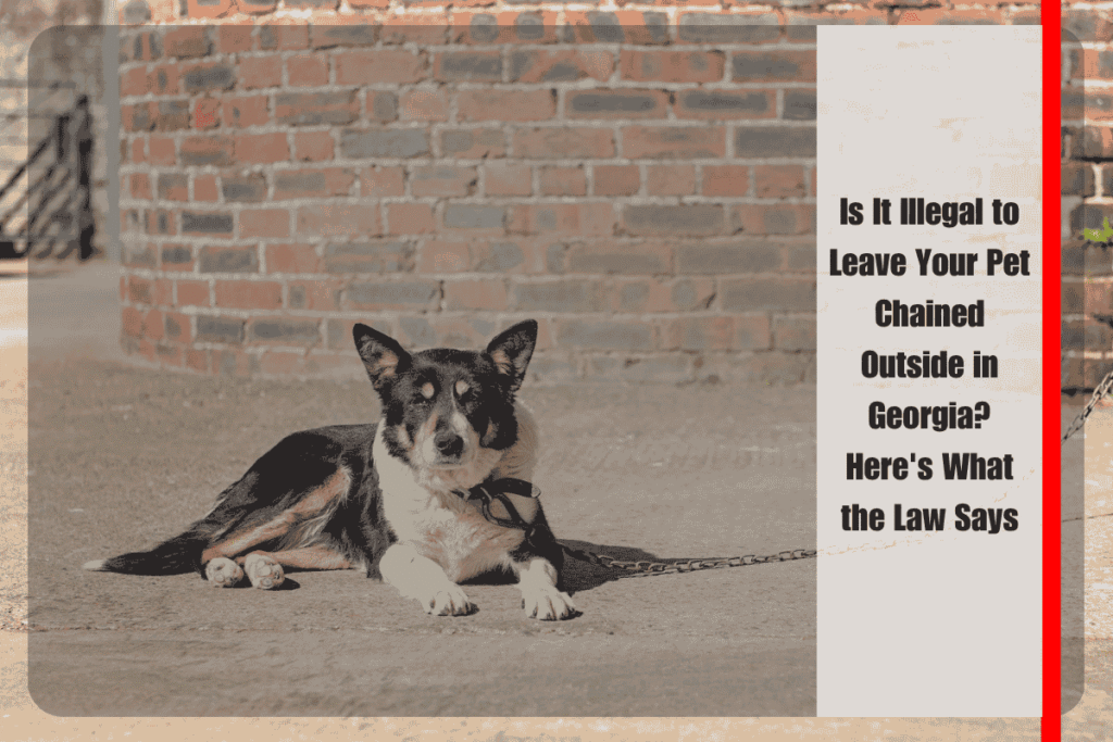 Is It Illegal to Leave Your Pet Chained Outside in Georgia Here's What the Law Says