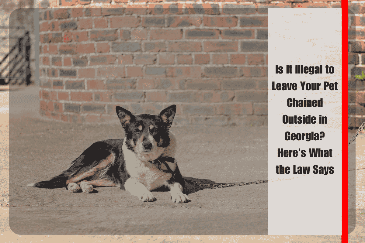 Is It Illegal to Leave Your Pet Chained Outside in Georgia Here's What the Law Says
