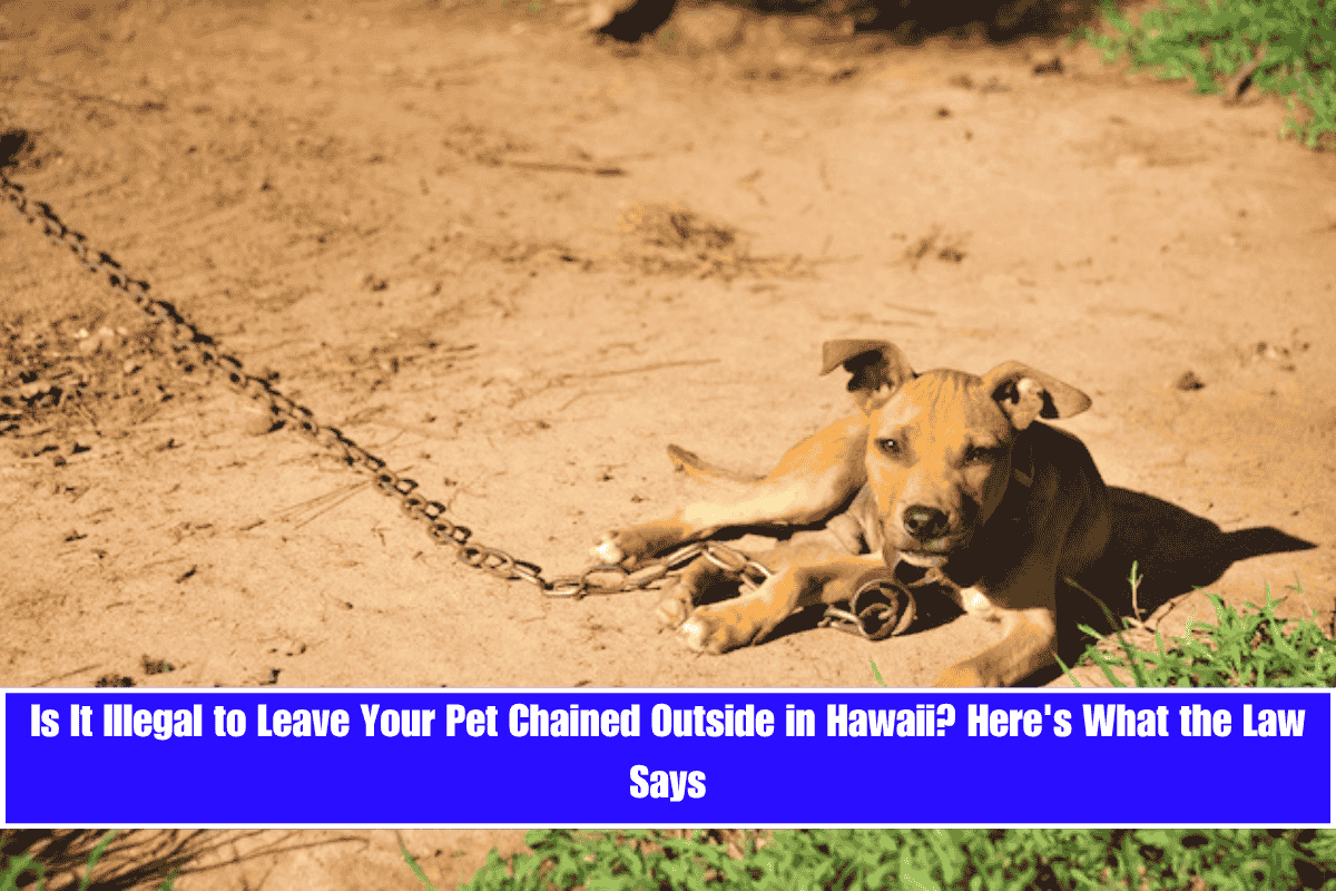 Is It Illegal to Leave Your Pet Chained Outside in Hawaii Here's What the Law Says