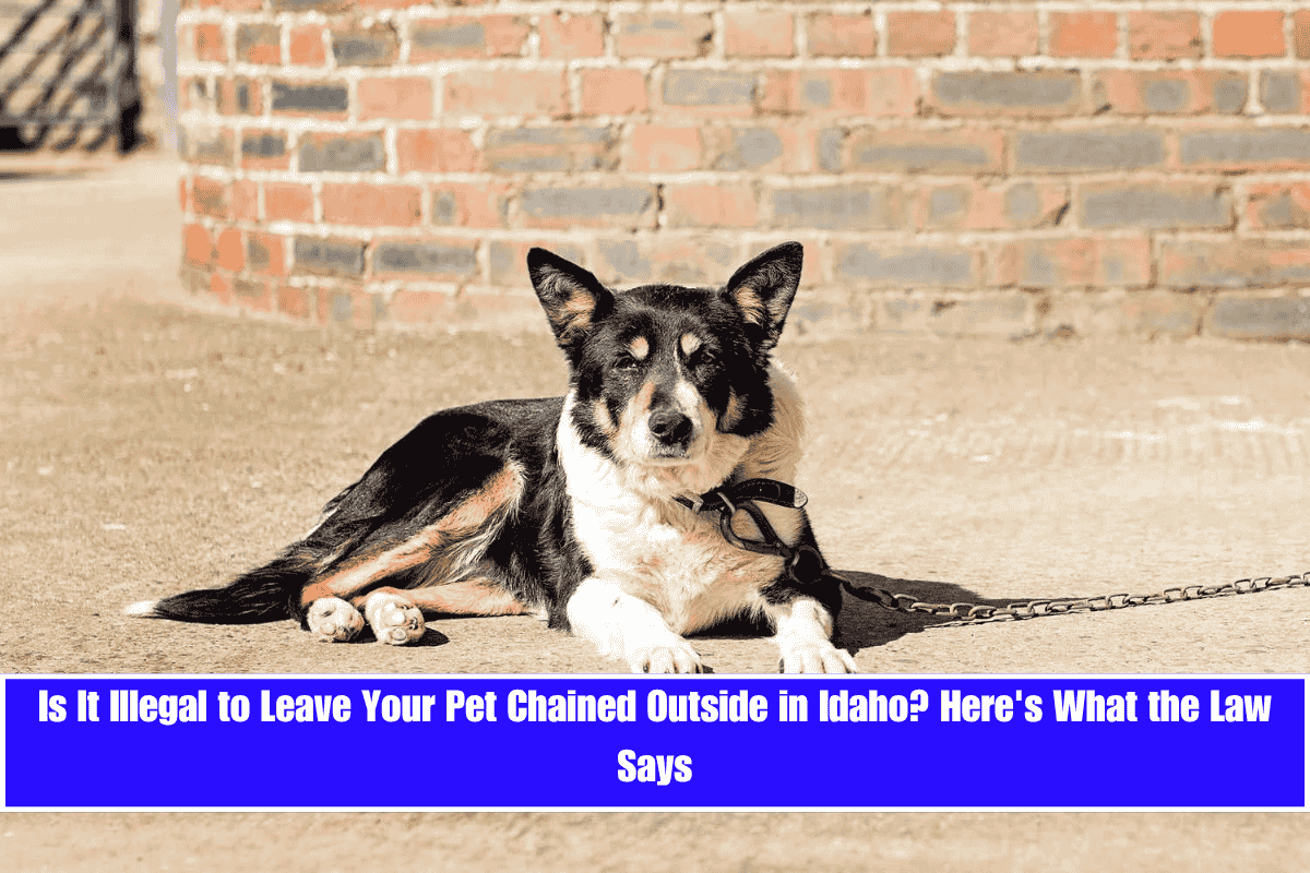 Is It Illegal to Leave Your Pet Chained Outside in Idaho Here's What the Law Says