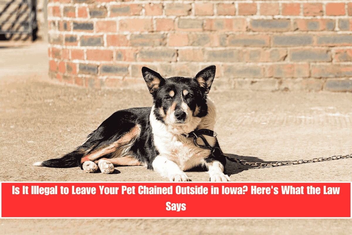 Is It Illegal to Leave Your Pet Chained Outside in Iowa Here's What the Law Says