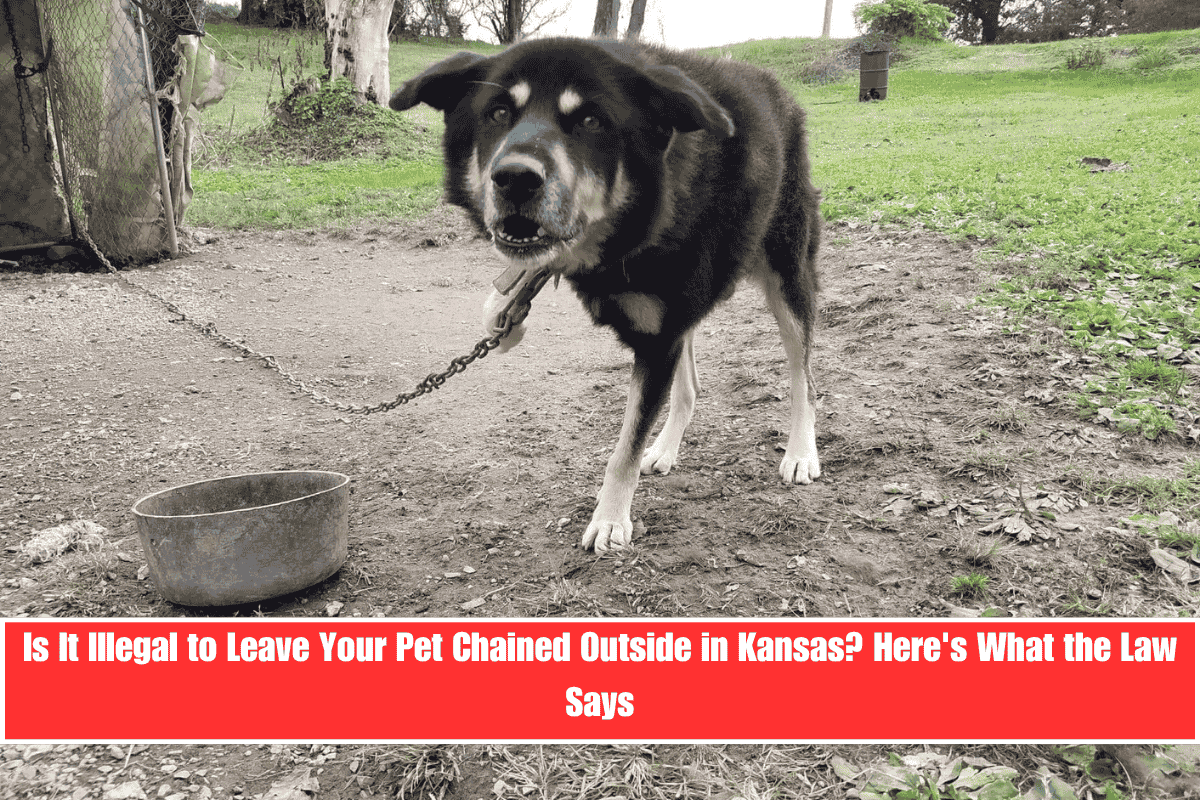 Is It Illegal to Leave Your Pet Chained Outside in Kansas Here's What the Law Says