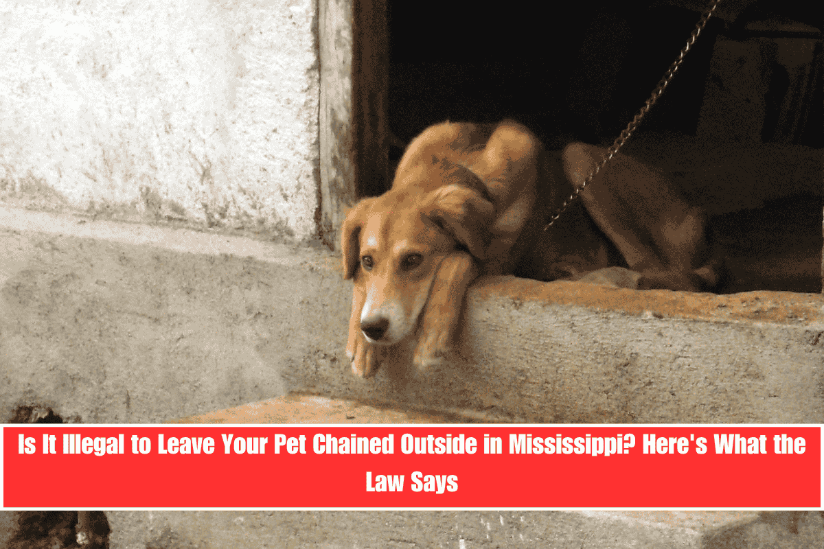 Is It Illegal to Leave Your Pet Chained Outside in Mississippi Here's What the Law Says