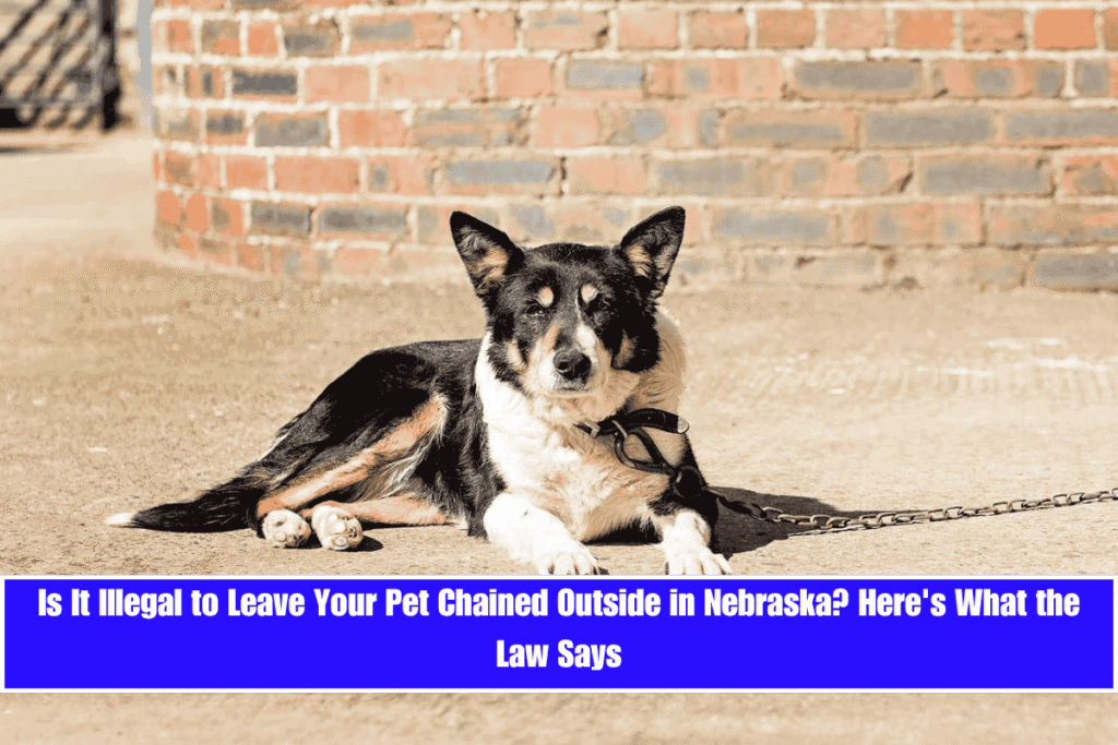 Is It Illegal to Leave Your Pet Chained Outside in Nebraska Here's What the Law Says