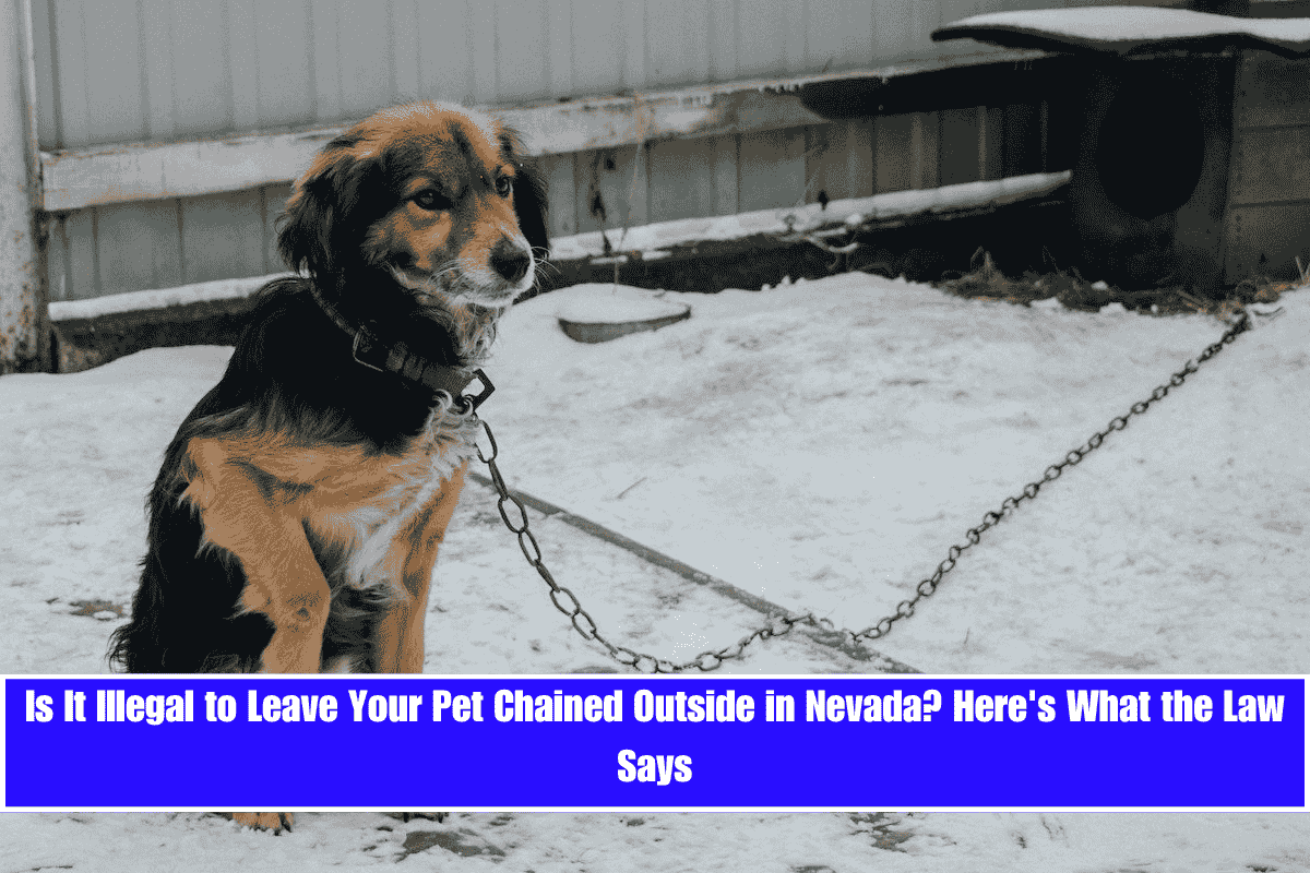 Is It Illegal to Leave Your Pet Chained Outside in Nevada Here's What the Law Says