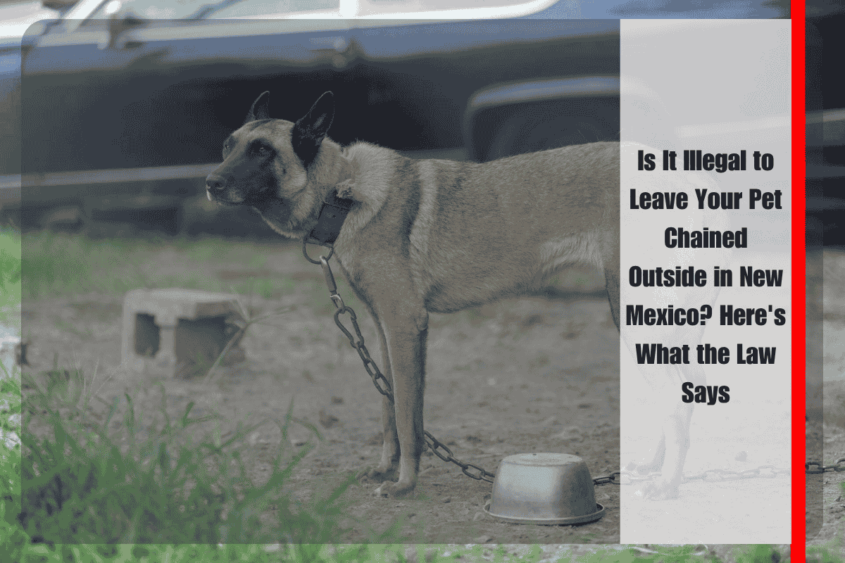 Is It Illegal to Leave Your Pet Chained Outside in New Mexico Here's What the Law Says