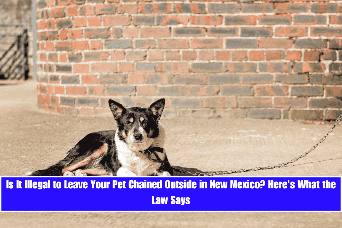 Is It Illegal to Leave Your Pet Chained Outside in New Mexico Here's What the Law Says