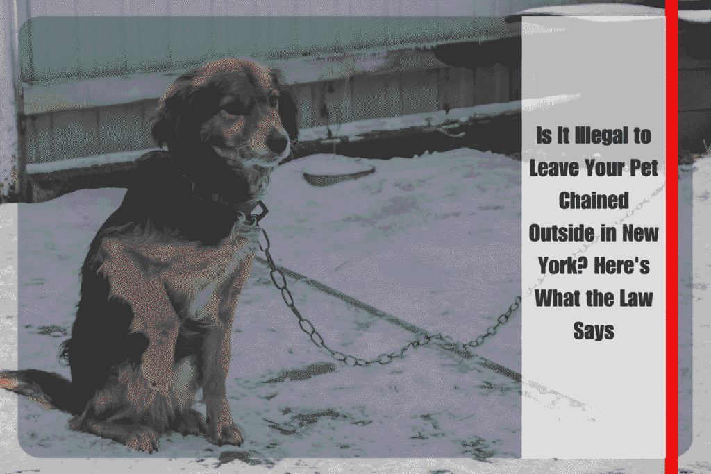 Is It Illegal to Leave Your Pet Chained Outside in New York Here's What the Law Says