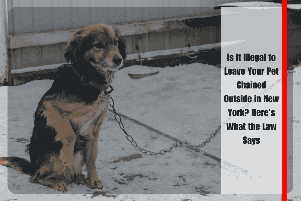 Is It Illegal to Leave Your Pet Chained Outside in New York Here's What the Law Says