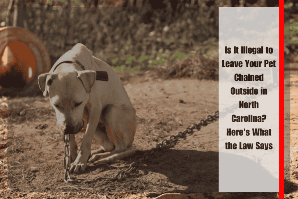 Is It Illegal to Leave Your Pet Chained Outside in North Carolina Here's What the Law Says