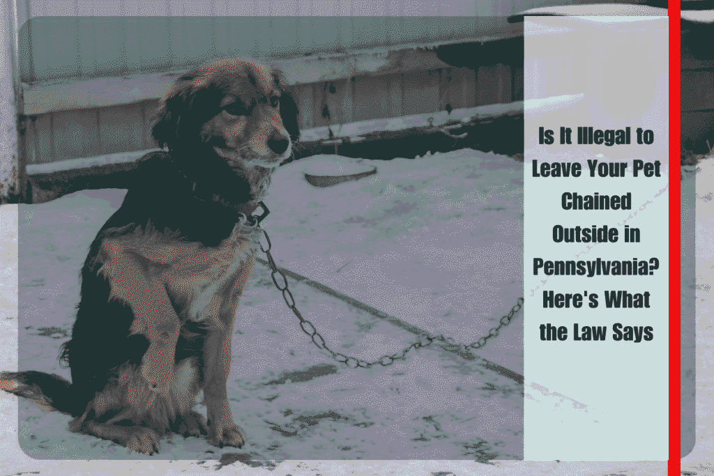 Is It Illegal to Leave Your Pet Chained Outside in Pennsylvania Here's What the Law Says