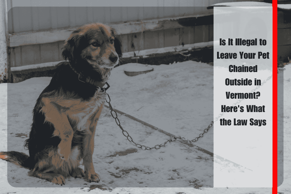 Is It Illegal to Leave Your Pet Chained Outside in Vermont Here's What the Law Says