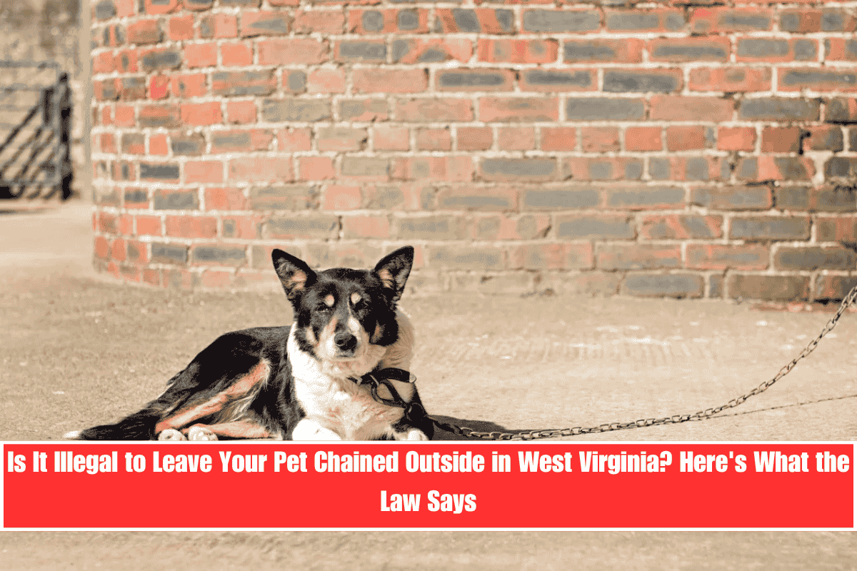 Is It Illegal to Leave Your Pet Chained Outside in West Virginia Here's What the Law Says