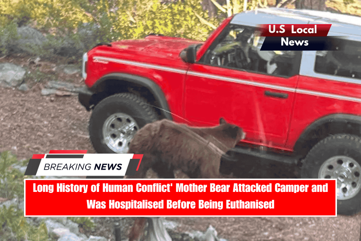 Long History of Human Conflict' Mother Bear Attacked Camper and Was Hospitalized Before Being Euthanised