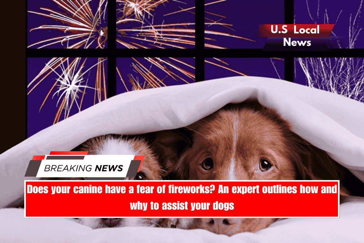 Does your canine have a fear of fireworks An expert outlines how and why to assist your dogs