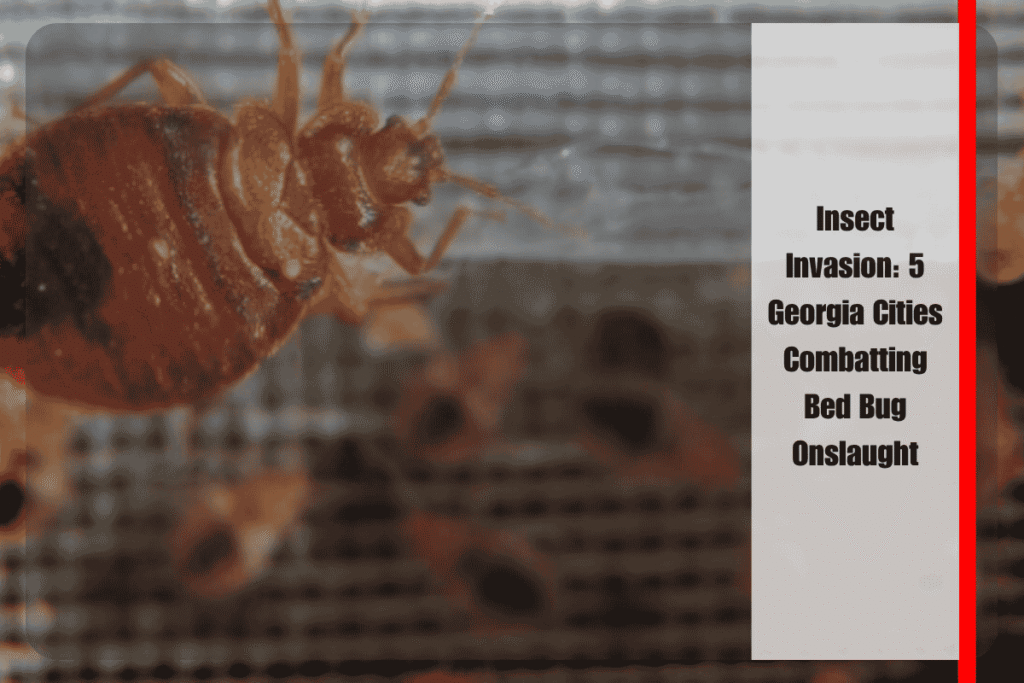 Insect Invasion 5 Georgia Cities Combatting Bed Bug Onslaught