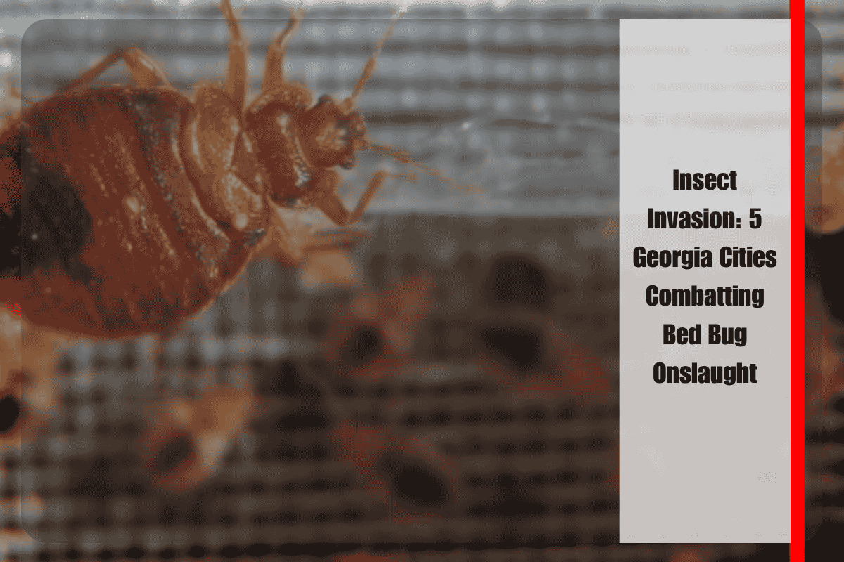 Insect Invasion 5 Georgia Cities Combatting Bed Bug Onslaught