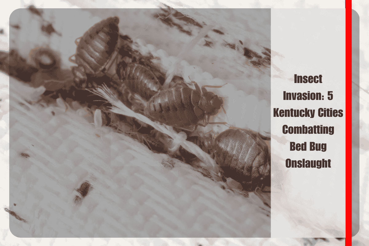 Insect Invasion 5 Kentucky Cities Combatting Bed Bug Onslaught