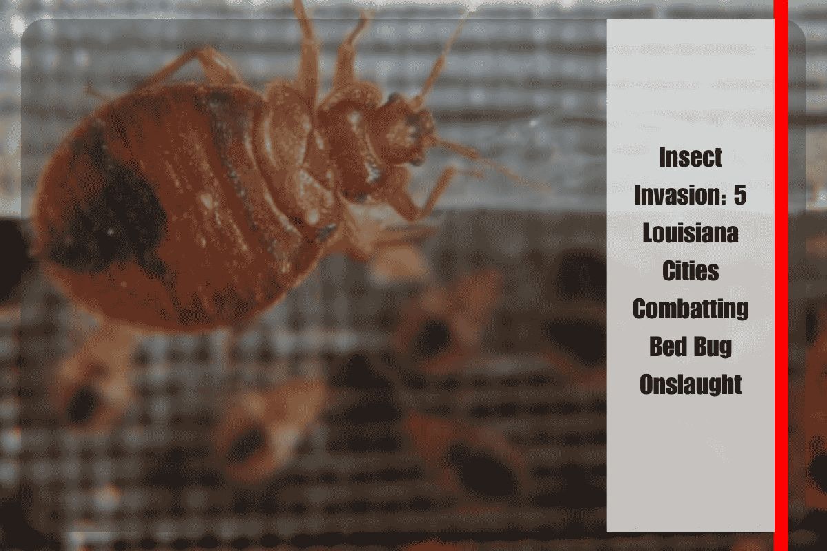 Insect Invasion 5 Louisiana Cities Combatting Bed Bug Onslaught