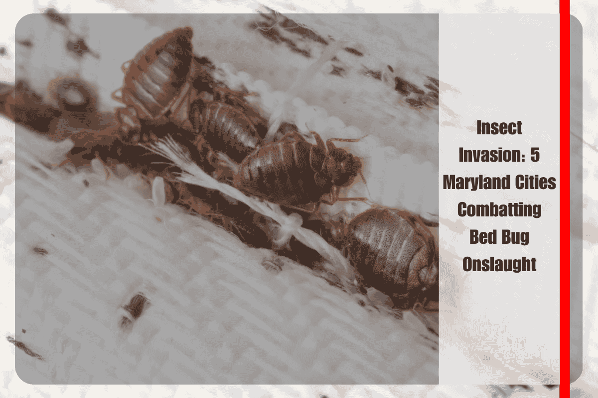 Insect Invasion 5 Maryland Cities Combatting Bed Bug Onslaught