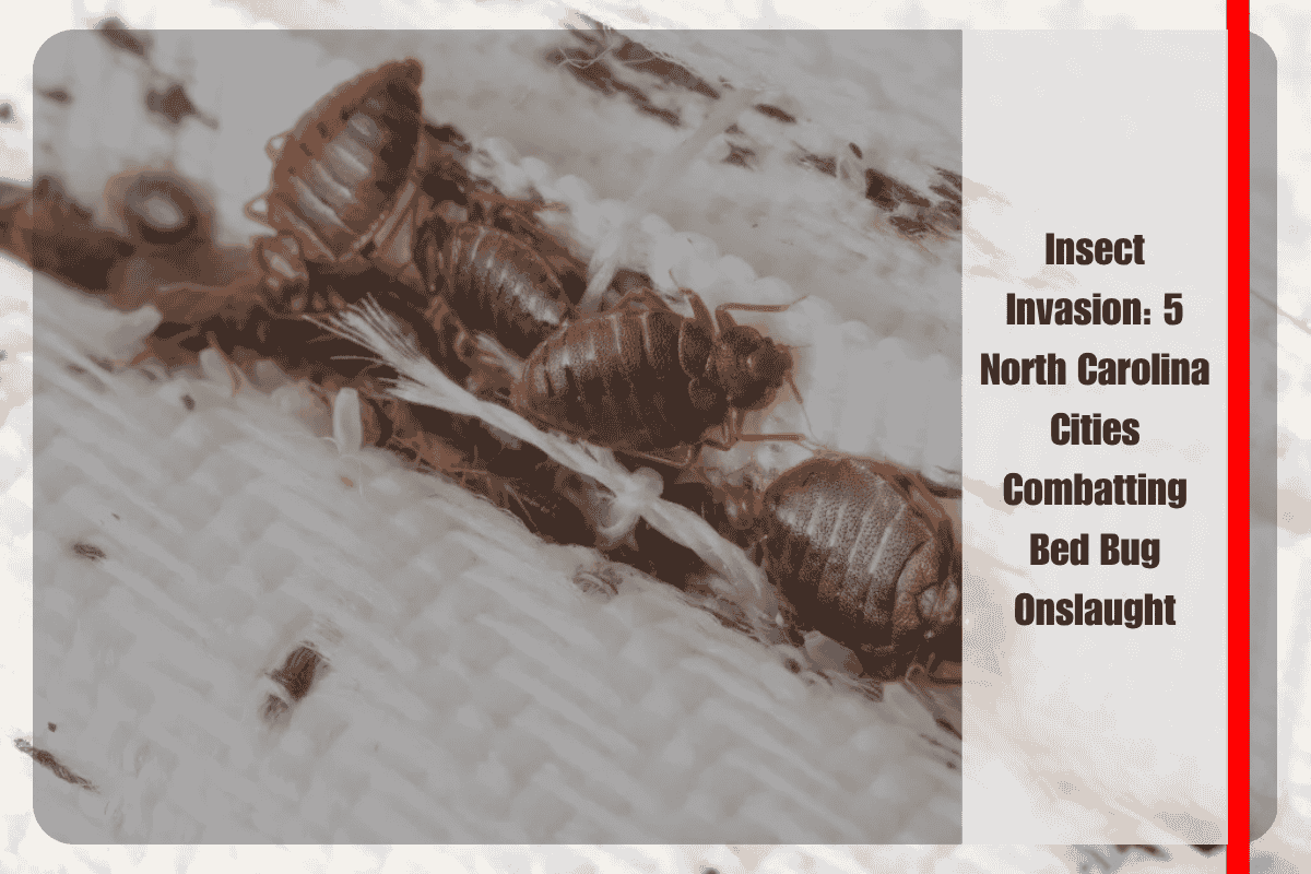Insect Invasion 5 North Carolina Cities Combatting Bed Bug Onslaught