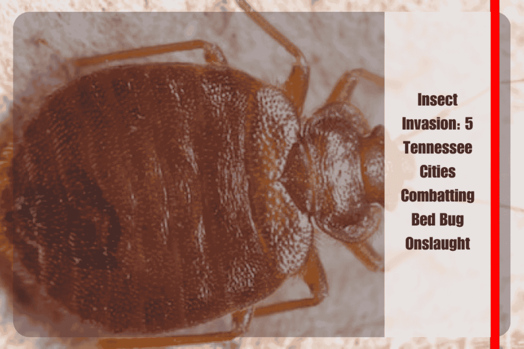 Insect Invasion 5 Tennessee Cities Combatting Bed Bug Onslaught