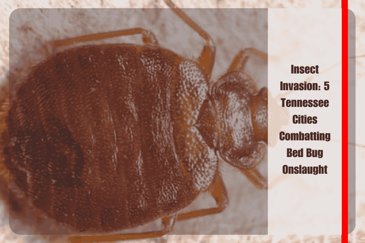 Insect Invasion 5 Tennessee Cities Combatting Bed Bug Onslaught