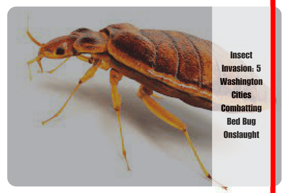 Insect Invasion 5 Washington Cities Combatting Bed Bug Onslaught