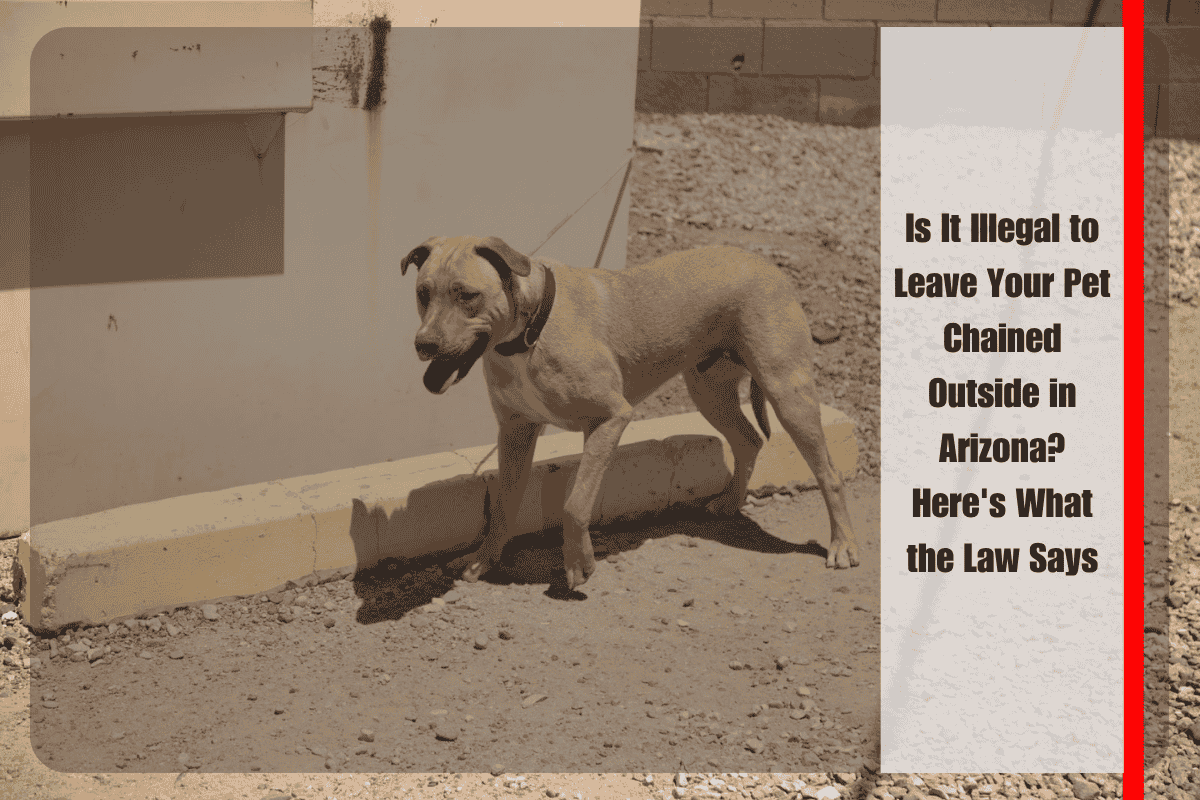Is It Illegal to Leave Your Pet Chained Outside in Arizona Here's What the Law Says