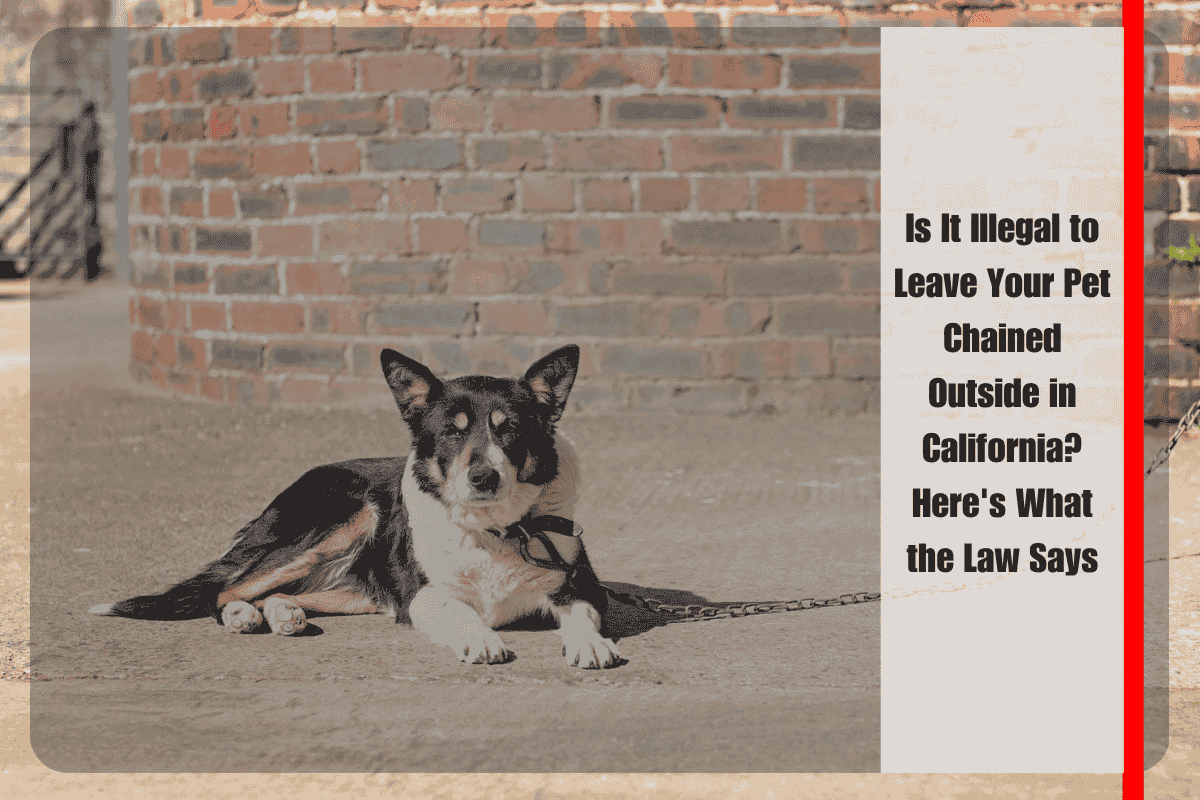 Is It Illegal to Leave Your Pet Chained Outside in California Here's What the Law Says