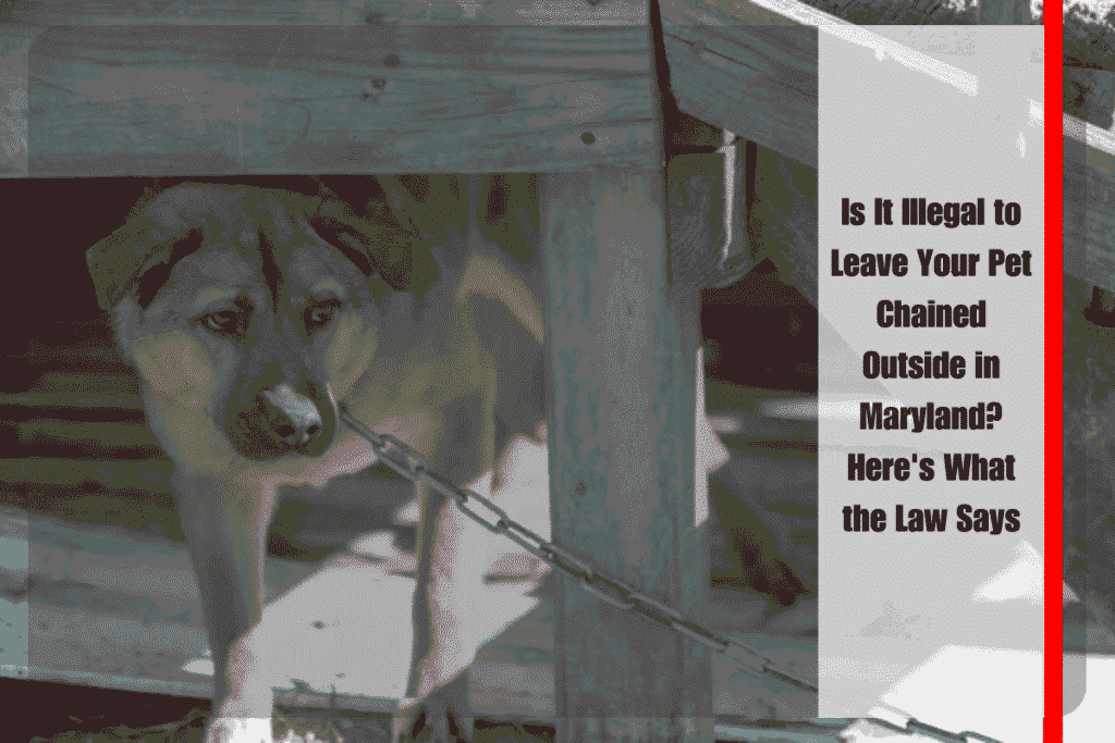 Is It Illegal to Leave Your Pet Chained Outside in Maryland Here's What the Law Says