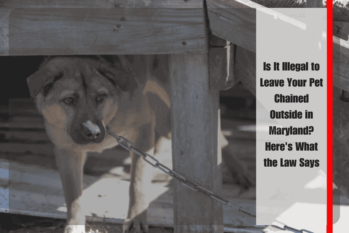Is It Illegal to Leave Your Pet Chained Outside in Maryland Here's What the Law Says