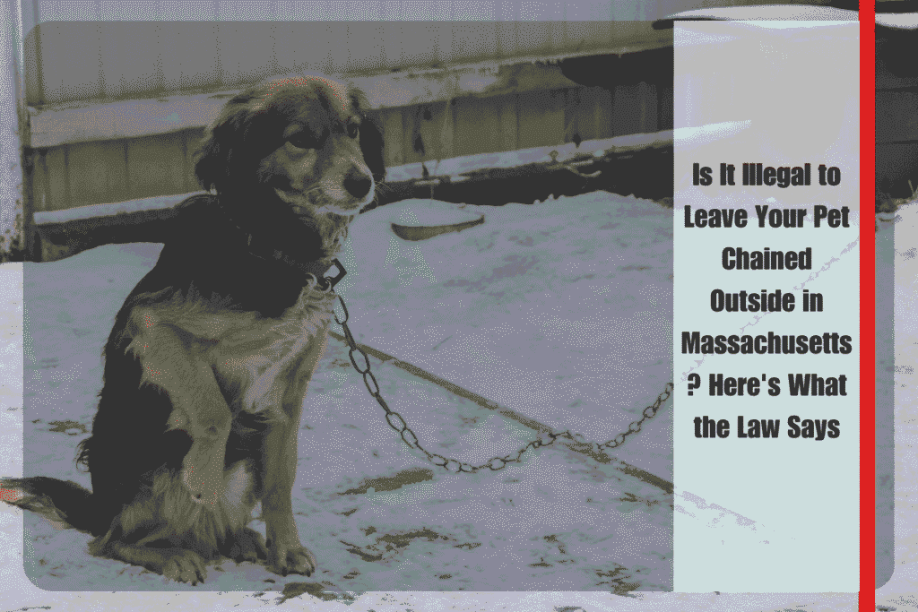 Is It Illegal to Leave Your Pet Chained Outside in Massachusetts Here's What the Law Says