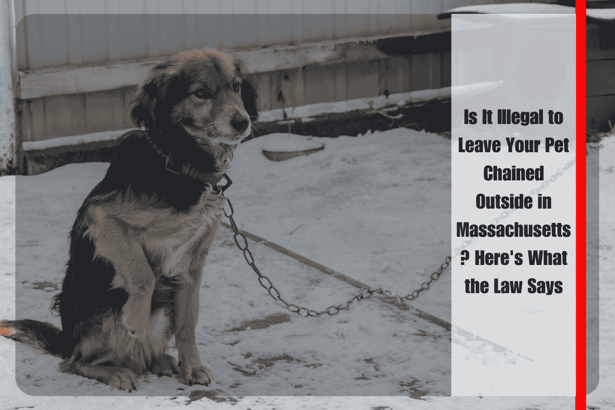 Is It Illegal to Leave Your Pet Chained Outside in Massachusetts Here's What the Law Says