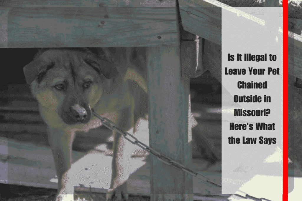 Is It Illegal to Leave Your Pet Chained Outside in Missouri Here's What the Law Says