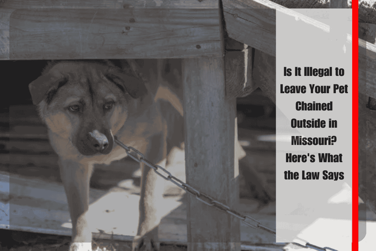 Is It Illegal to Leave Your Pet Chained Outside in Missouri Here's What the Law Says