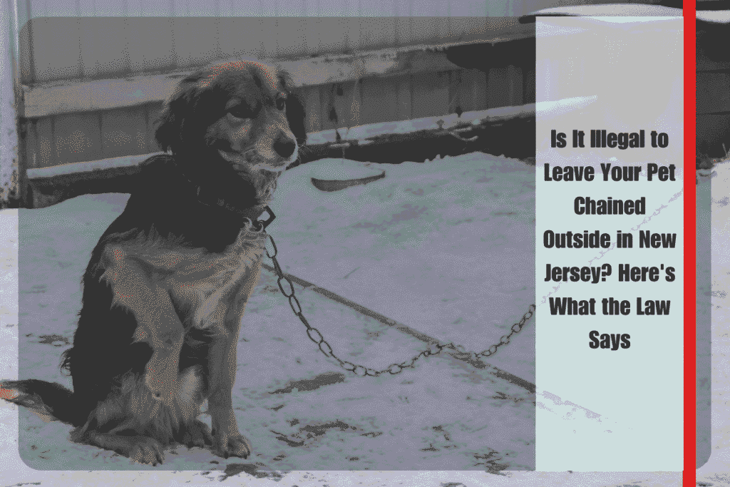 Is It Illegal to Leave Your Pet Chained Outside in New Jersey Here's What the Law Says
