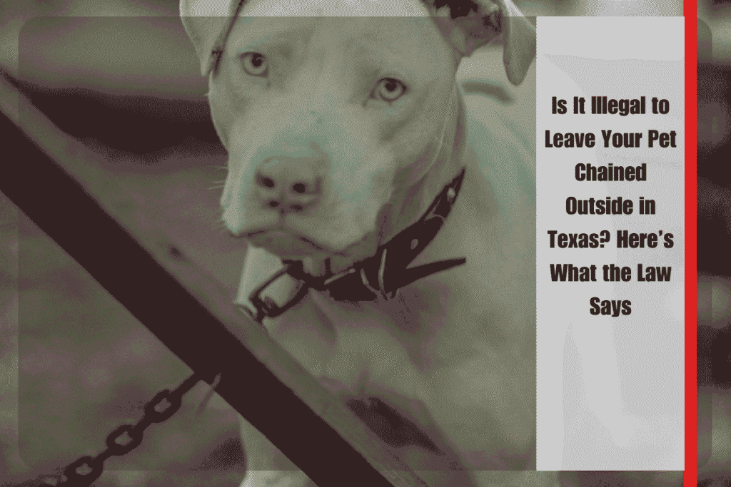Is It Illegal to Leave Your Pet Chained Outside in Texas Here's What the Law Says