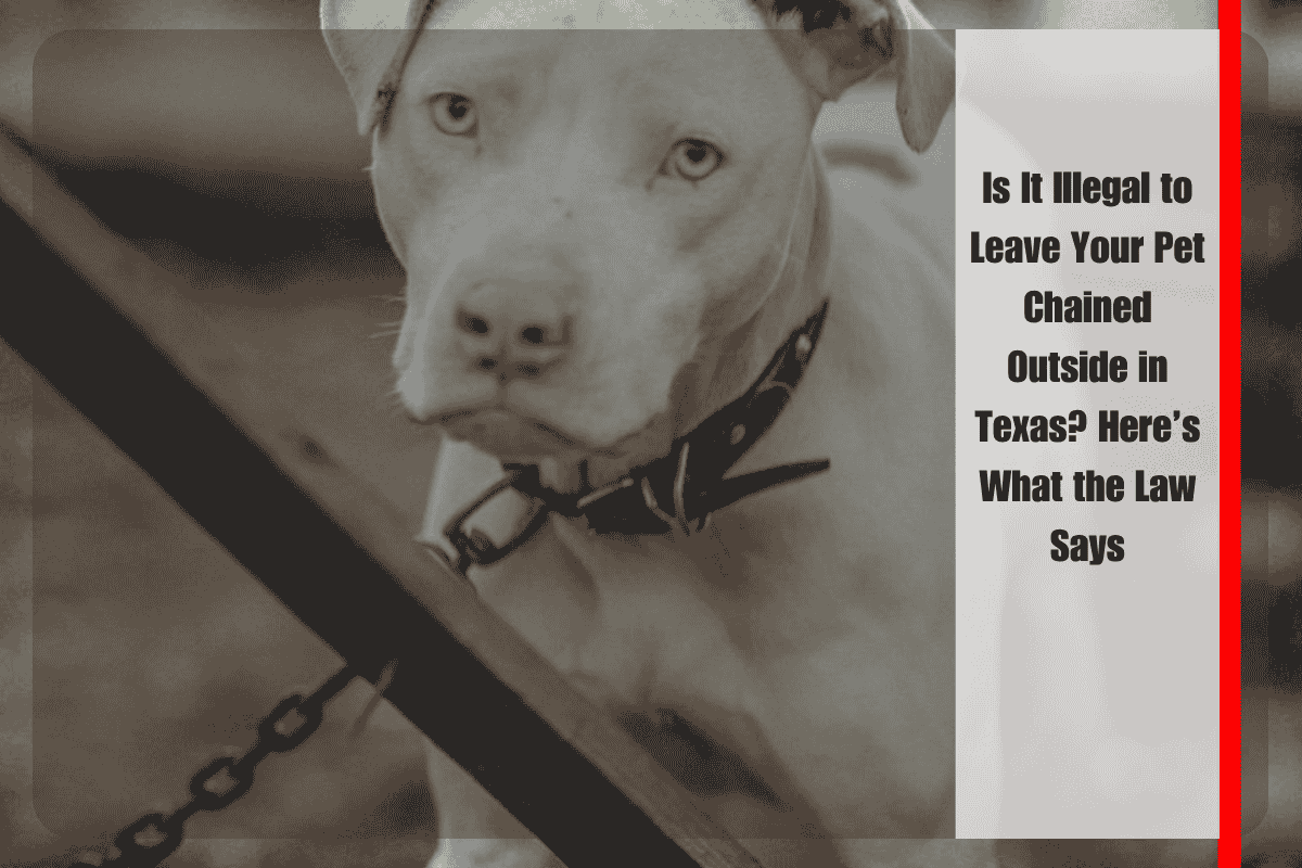 Is It Illegal to Leave Your Pet Chained Outside in Texas Here's What the Law Says